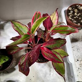 Pianta aglaonema crete flame