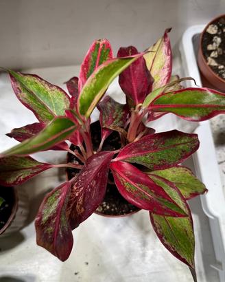 Pianta aglaonema crete flame