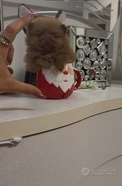 Cucciolo maschio di pomapoo
