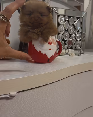 Cucciolo maschio di pomapoo