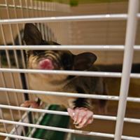 Petauro dello zucchero