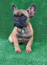 Bulldog francese