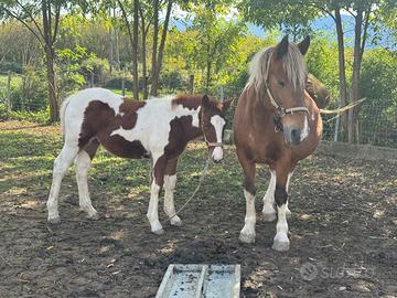 Cavalla 5 anni con puledra e gravida di nuovo