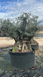 Olivo Secolare