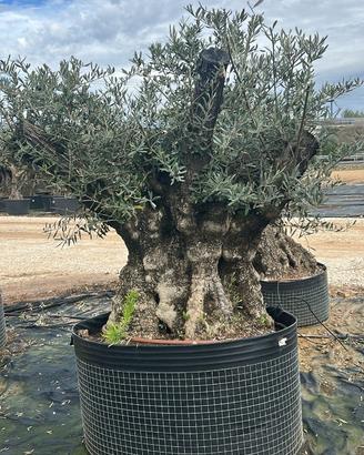 Olivo Secolare