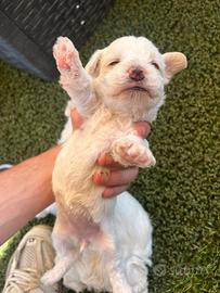 Cagnolini bichon maltesi mini toy