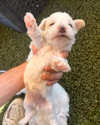 Cagnolini bichon maltesi mini toy