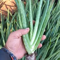 piantina aloe vera 