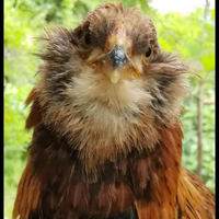 Pulcini araucana