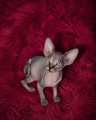 Sphynx cucciolo con PEDIGREE