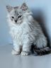 maine-coon-black-silver-shaded