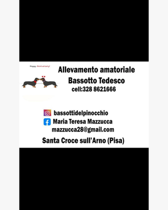 Bassotto piebald