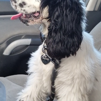 Ronny Cocker Spaniel disponibile per monta