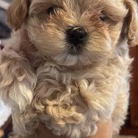 Maltipoo