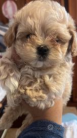 Maltipoo
