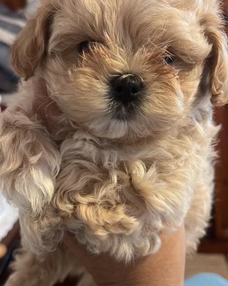 Maltipoo