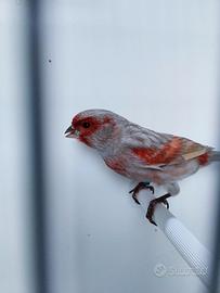 Canarini novelli nero pastello ala grigia
