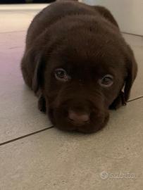 Cuccioli Labrador retriever cioccolato