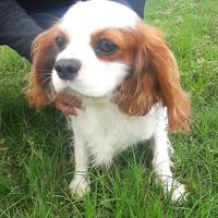 Cavalier king adulto 3 anni all. prof