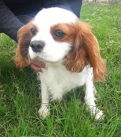 Cavalier king adulto 3 anni all. prof