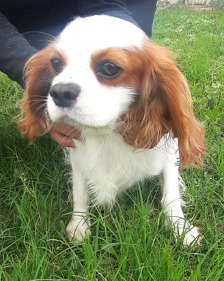 Cavalier king adulto 3 anni all. prof