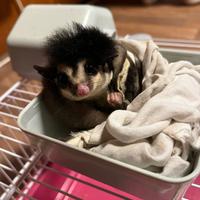 Petauro dello zucchero