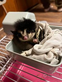 Petauro dello zucchero