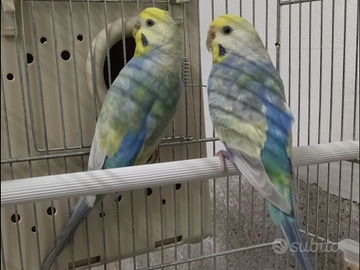 Coppia cocorite rainbow