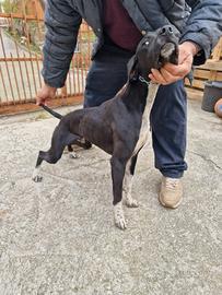 Pointer inglese maschio di 7 mesi