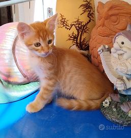 Gattina 1 Arancione Europeo Femmina