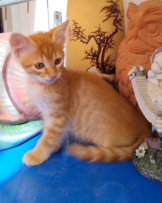 Gattina 1 Arancione Europeo Femmina