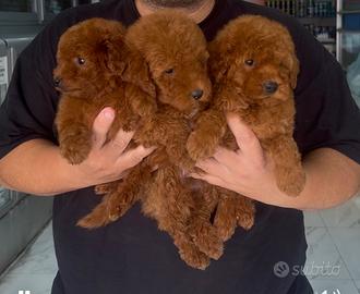 Cuccioli di barboncini mini