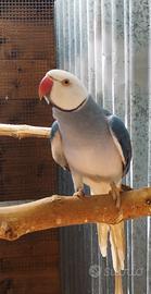 Pappagalli parrocchetti dal collare