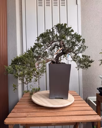 Bonsai Ginepro Sabina