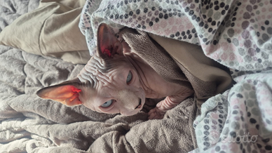 Sphynx per monta