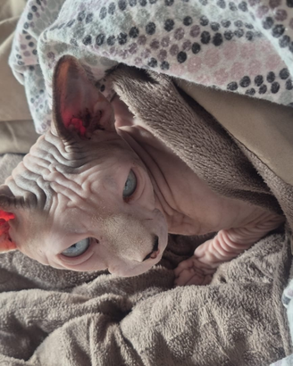 Sphynx per monta