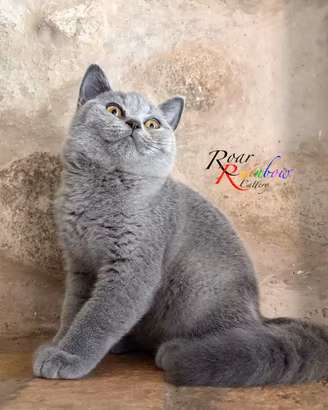 Gattini British Shorthair
