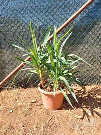 Pianta Yucca