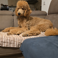 CUCCIOLI Barbone Grande Mole