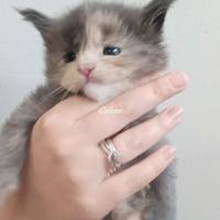 Cuccioli Maine Coon
