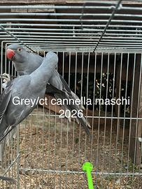 Parrocchetti dal collare
