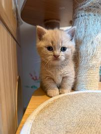 Maschietto zampe corte munchkin- Scottish kilt