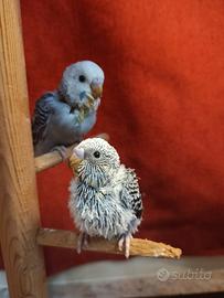 Pappagalli allevati a mano