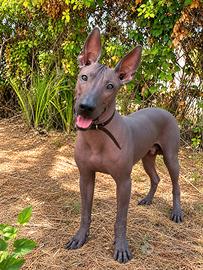 Cucciolo di Xoloitzcuintli ancora disponibile