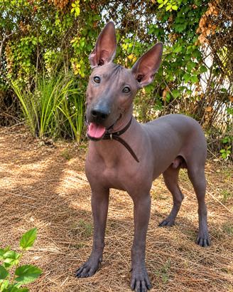 Cucciolo di Xoloitzcuintli ancora disponibile