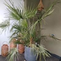 splendida PALMA inclusa di vaso