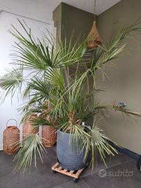 splendida PALMA inclusa di vaso