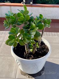 Piante varie