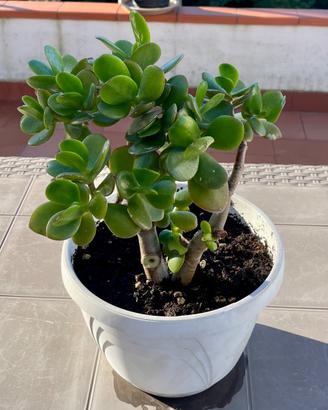 Piante varie