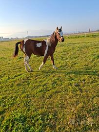 Puledra Paint
